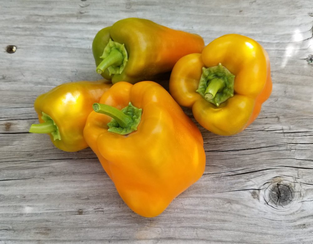 PEPPER 'Canary Bell'