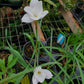 Cooperia drummondii --Evening Star Rain Lily--