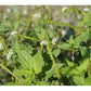 Heliotropium angiospermum --Scorpion Tail--