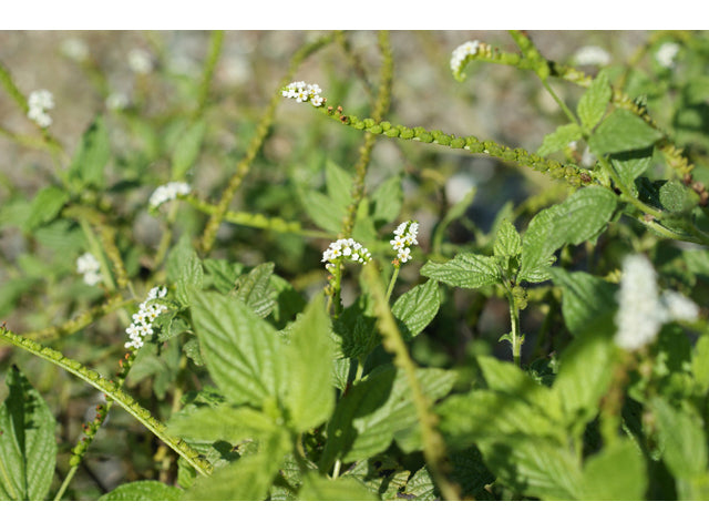 Heliotropium angiospermum --Scorpion Tail--