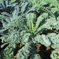 KALE 'Meadowlark'
