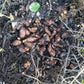 AFRICAN POTATO MINT --Plectranthus bellus--