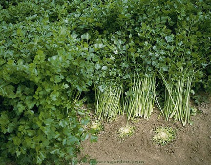 CELERY 'Amsterdam'