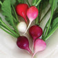 RADISHES 'Easter Egg II'