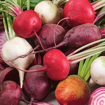 BEETS 'Rainbow Mix'