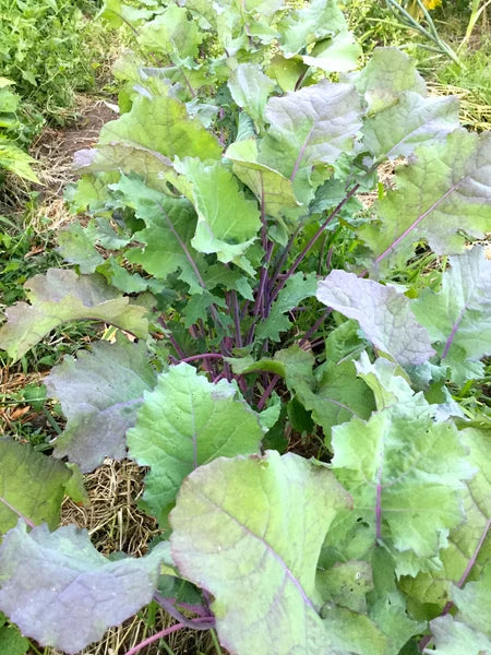 KALE 'Red Ruffled Siberian'