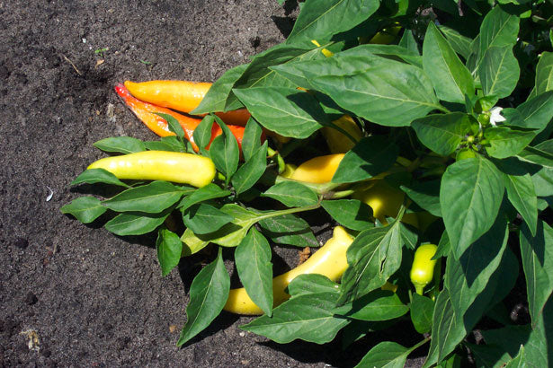 PEPPER 'Sweet Banana'