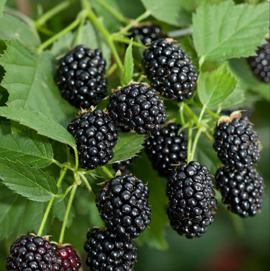 BLACKBERRY 'Sweetie Pie Thornless' --Rubus fruticosus--
