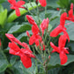 Ruellia elegans --Crazy Creole Carmine Ruellia--
