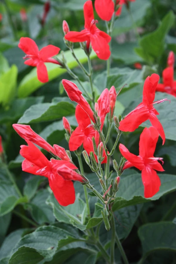 Ruellia elegans --Crazy Creole Carmine Ruellia--