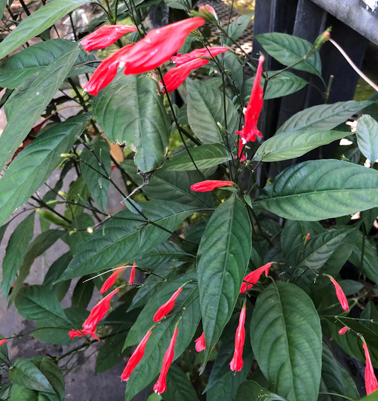 Ruellia brevifolia --Red Christmas Pride Ruellia--