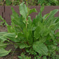 SORREL 'Garden' --Rumex acetosa--