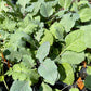 COLLARDS 'Ole Timey Blue'