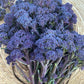 BROCCOLI 'Purple Reign Sprouting'