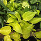 Epipremnum aureum --Champs-Élysées Pothos--