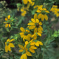 Berlandiera texana --Texas Greeneyes--
