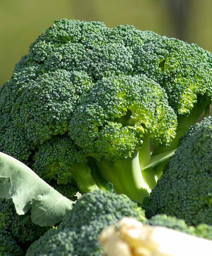 BROCCOLI 'Destiny'
