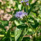 Tamaulipa azurea --Tamaulipan Blue Mistflower--