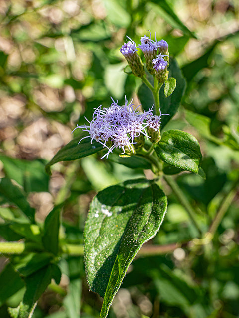 Tamaulipa azurea --Tamaulipan Blue Mistflower--