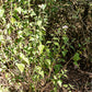 Tamaulipa azurea --Tamaulipan Blue Mistflower--
