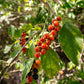 Citharexylum berlandieri --Berlandier's Fiddlewood--