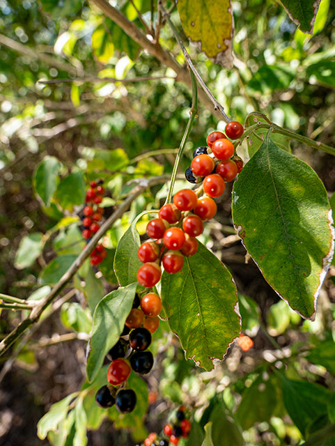 Citharexylum berlandieri --Berlandier's Fiddlewood--