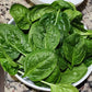 SPINACH 'Matador Viking'