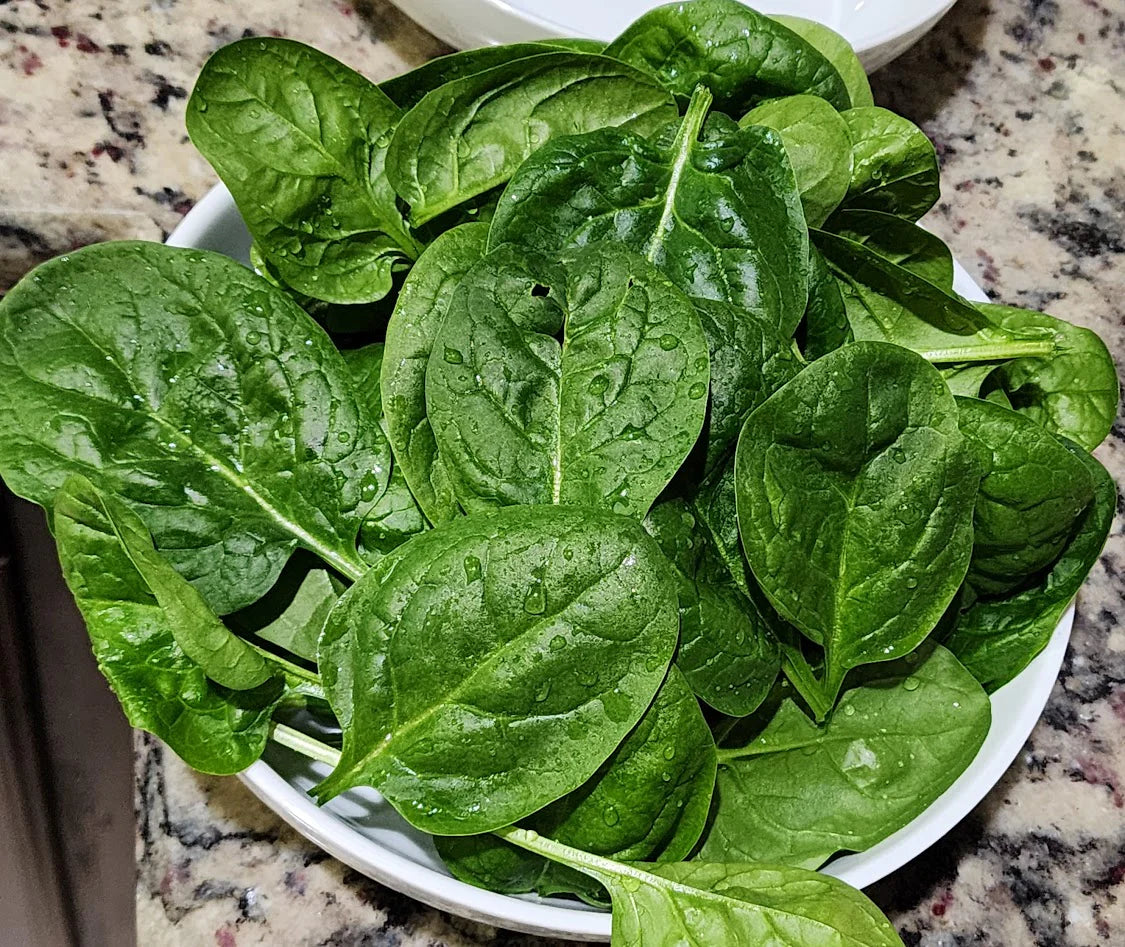 SPINACH 'Matador Viking'