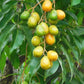 HOG PLUM --Spondias pinnata--