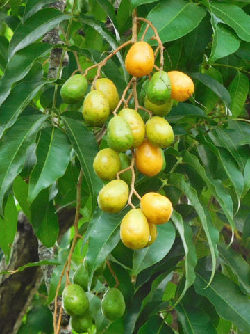 HOG PLUM --Spondias pinnata--