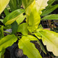 Philodendron 'Golden Crocodile'