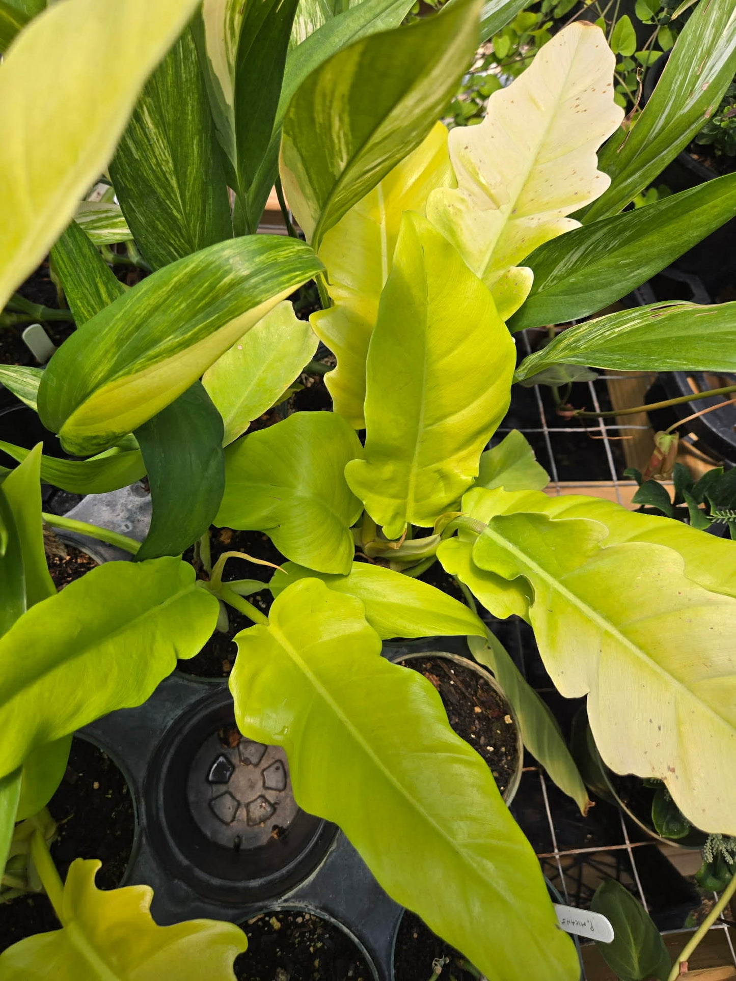 Philodendron 'Golden Crocodile'