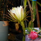 DRAGON FRUIT 'Sugar Dragon' --Hylocereus guatemalensis hybrid--