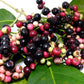 PLUM 'Java' --Syzygium cumini--