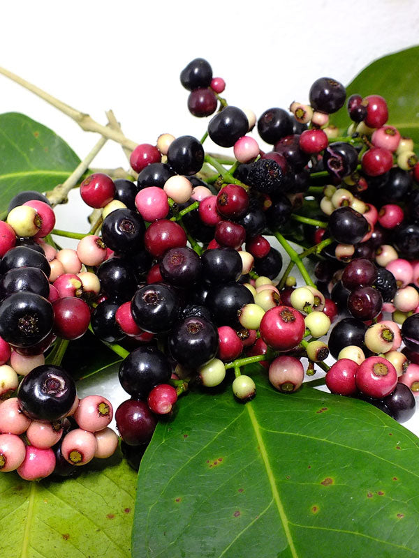 PLUM 'Java' --Syzygium cumini--