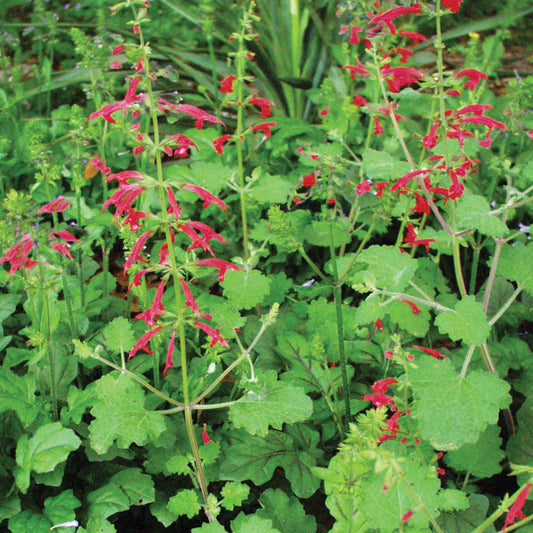 Salvia roemeriana --Cedar Sage--