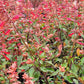 Salvia hybrida --Coral-Pink Sage--