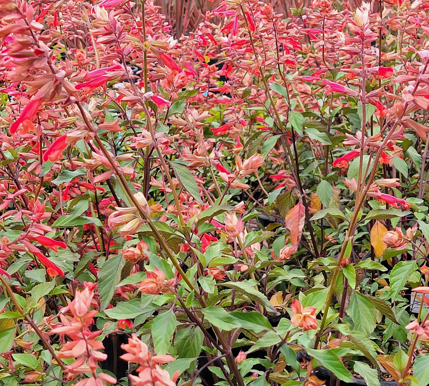 Salvia hybrida --Coral-Pink Sage--
