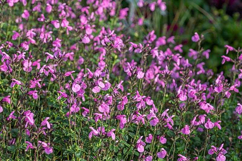 Salvia microphylla --Flower Child Mountain Sage--