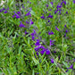 Salvia greggii x lycioides --Nuevo Leon Autumn Sage--