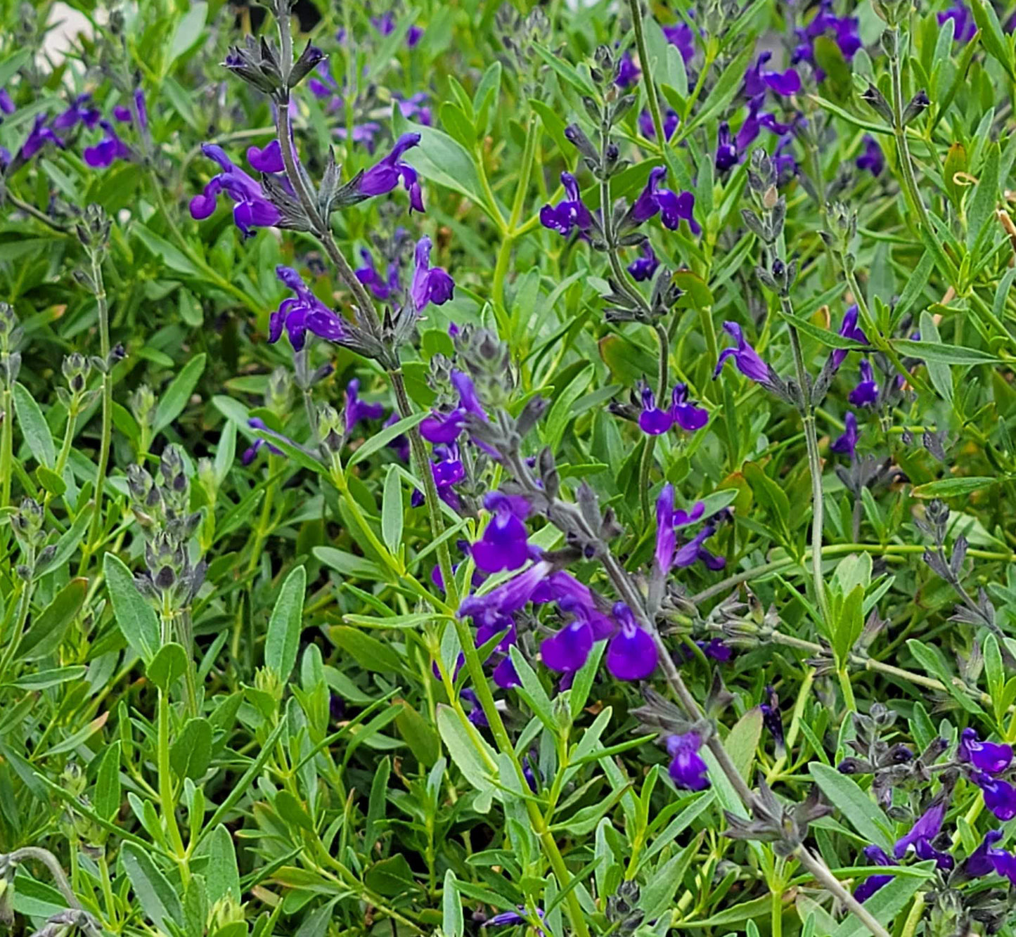 Salvia greggii x lycioides --Nuevo Leon Autumn Sage--