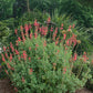 Salvia darcyi --Darcy's Mexican Sage--