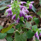 Salvia glabrescens --Autumn Equinox Japanese Woodland Sage--