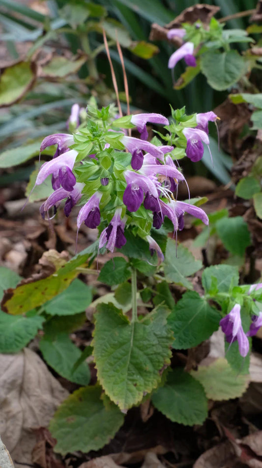 Salvia glabrescens --Autumn Equinox Japanese Woodland Sage--