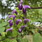 Salvia glabrescens --Autumn Equinox Japanese Woodland Sage--