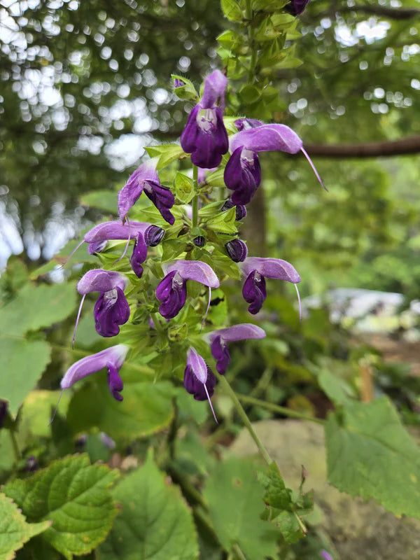 Salvia glabrescens --Autumn Equinox Japanese Woodland Sage--
