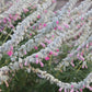 Salvia leucantha 'Danielle's Dream' --Mexican Bush Pink Sage--