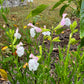 Salvia greggii --Teresa Autumn Sage--