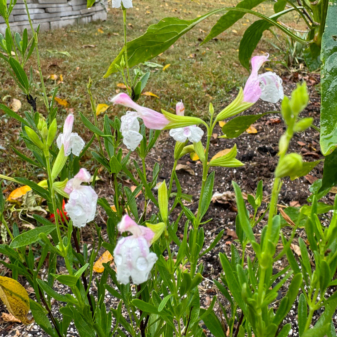 Salvia greggii --Teresa Autumn Sage--