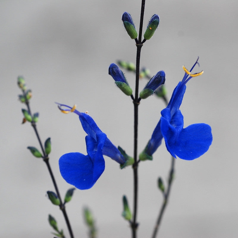 Salvia sagittata --Arrowleaf Sage--